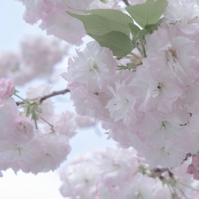 Furry插画细节刻画兽圈群